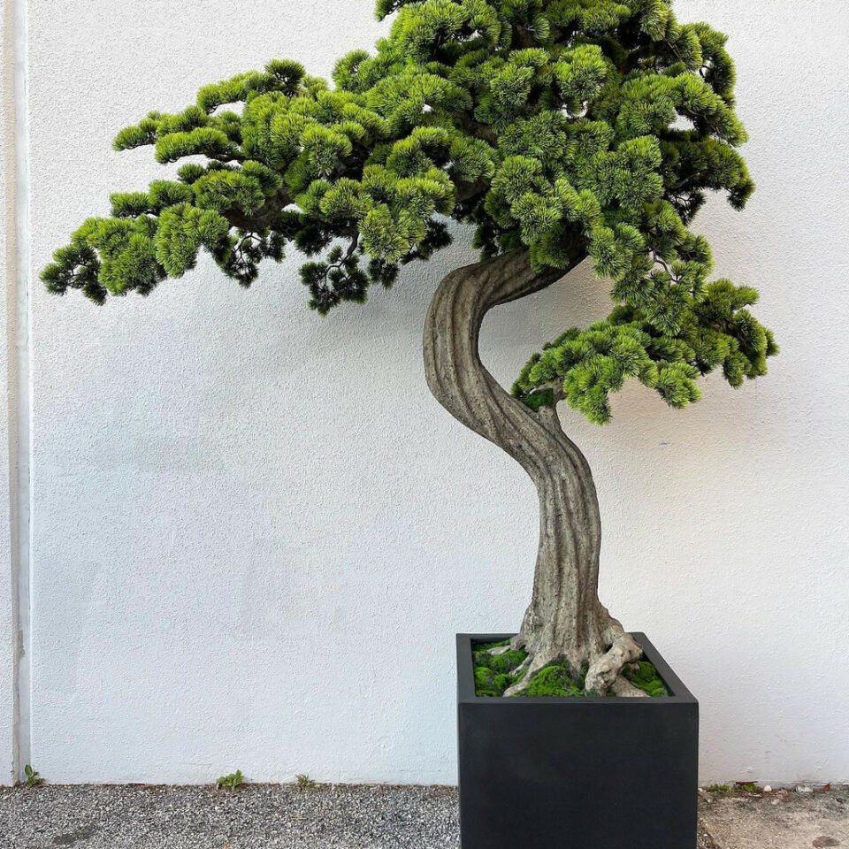 Large Bonsai in Block M Planter – The Ever Botanic