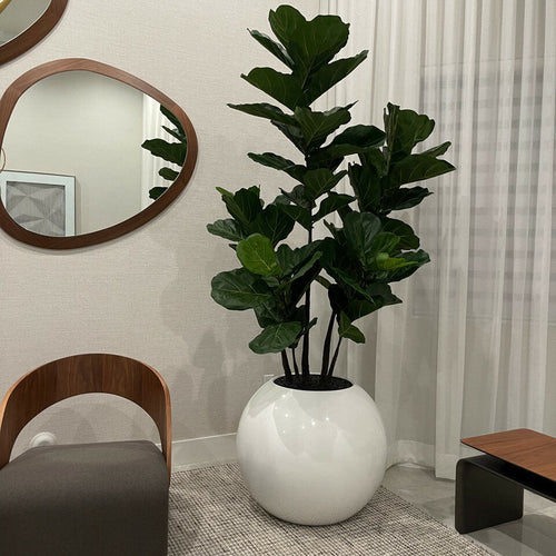 White Globe Vase with Fiddle Leaf Fig – 180 cm – The Ever Botanic
