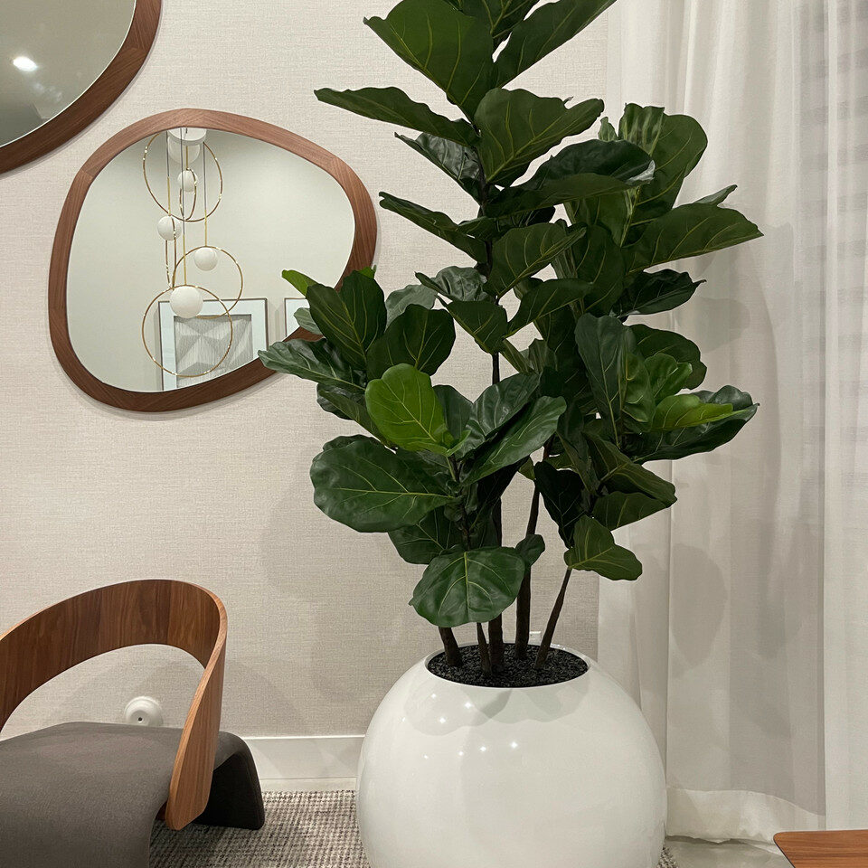 White Globe Vase with Fiddle Leaf Fig – 180 cm – The Ever Botanic