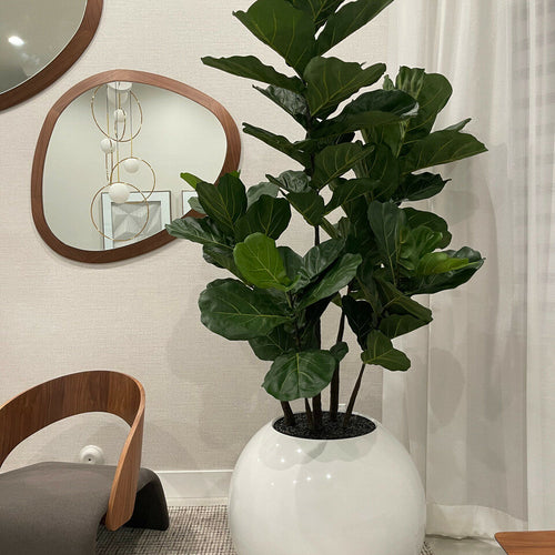 White Globe Vase 30" with Fiddle Tree – The Ever Botanic