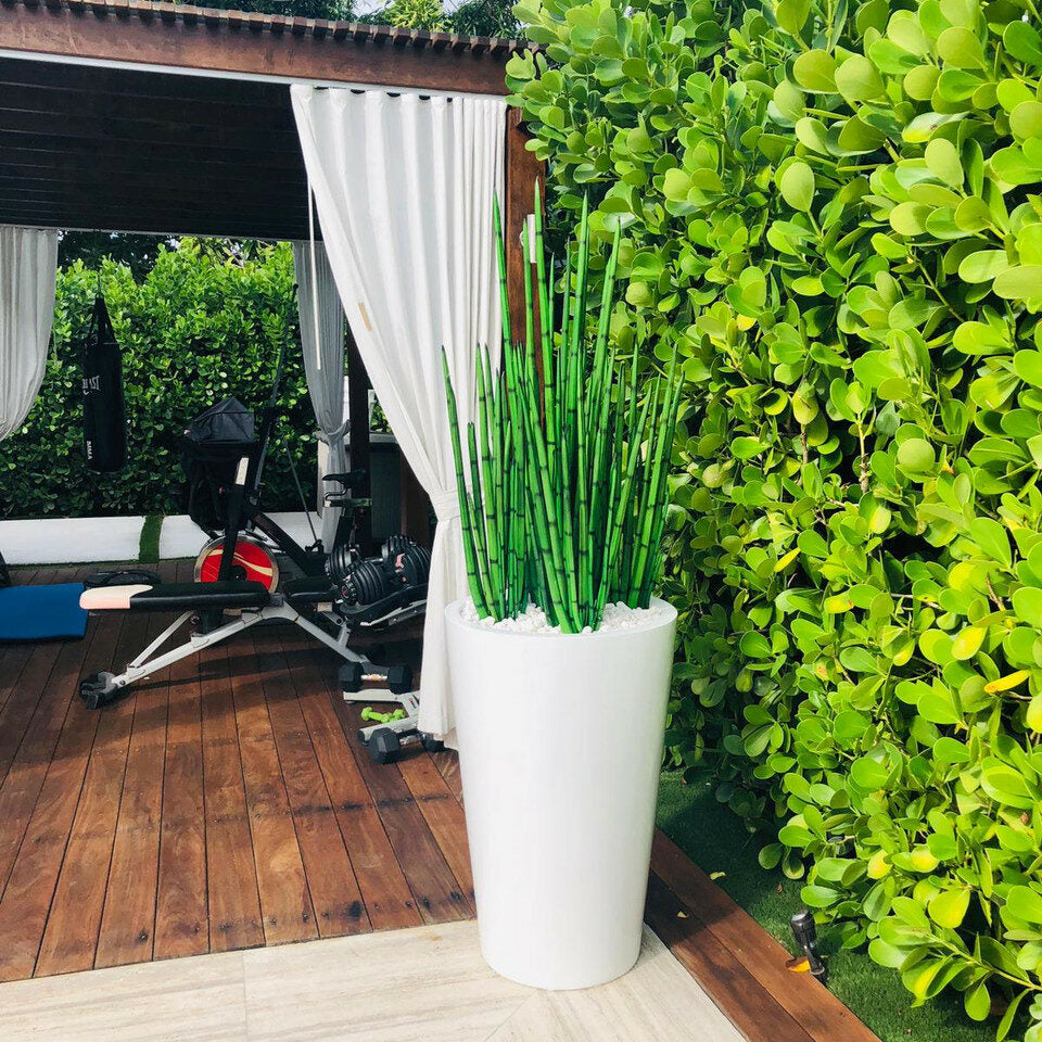 Snake Grass (1.63 m) with Belle L Planter – The Ever Botanic