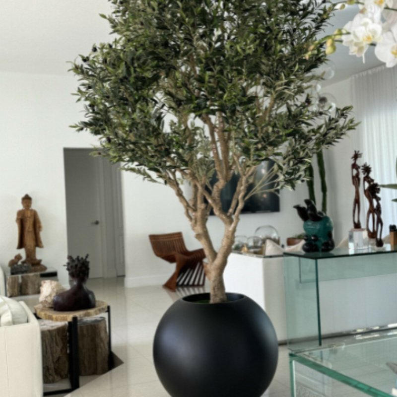 Olive Tree in Matte Black Pot – The Ever Botanic