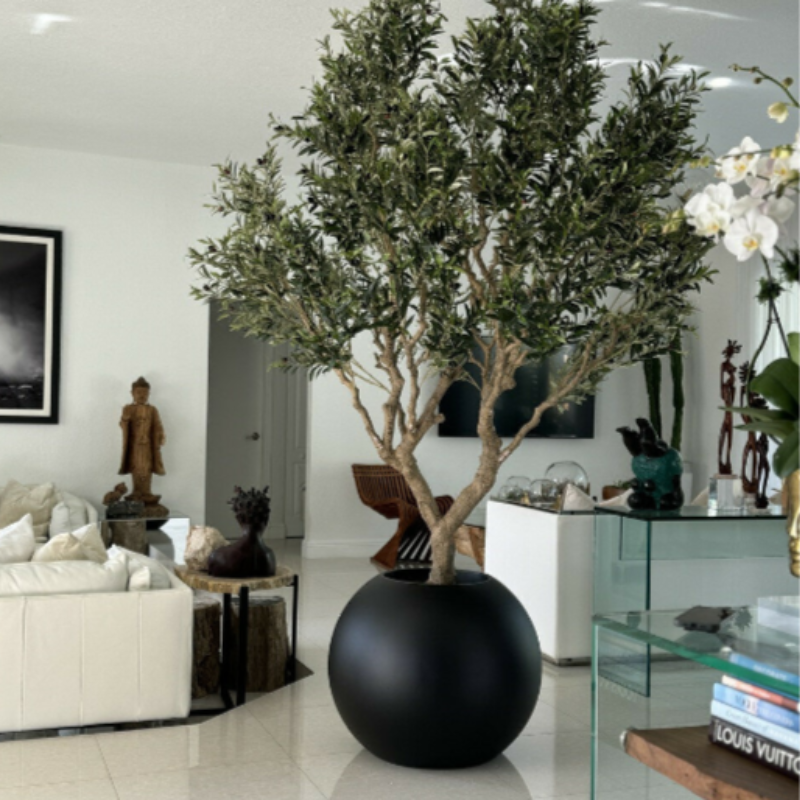 Olive Tree in Matte Black Pot – The Ever Botanic