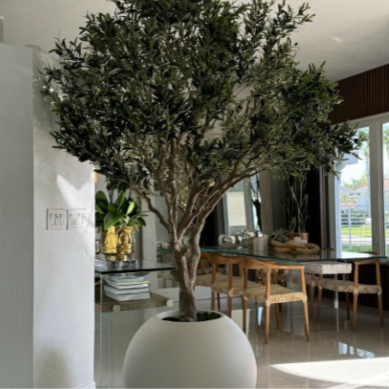 Olive tree in matte beige pot – The Ever Botanic