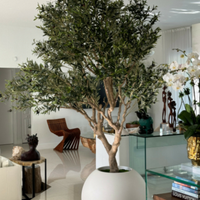 Olive Trees