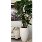 Monstera plant in Glossy White Planter – The Ever Botanic
