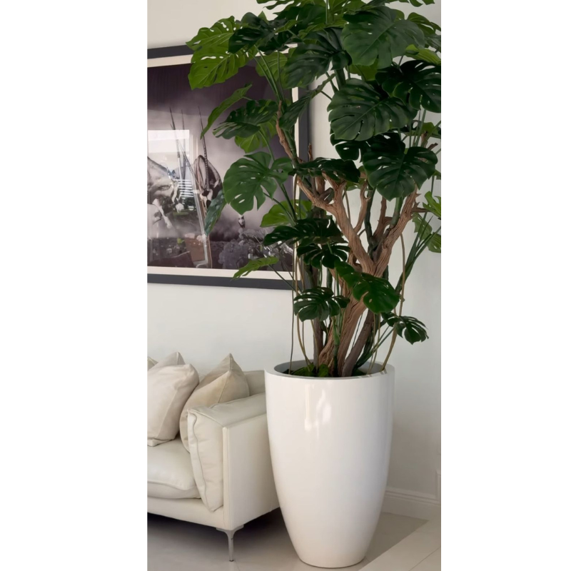 Monstera plant in Glossy White Planter – The Ever Botanic