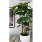 Monstera plant in Glossy White Planter – The Ever Botanic