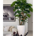 Monstera plant in Glossy White Planter – The Ever Botanic