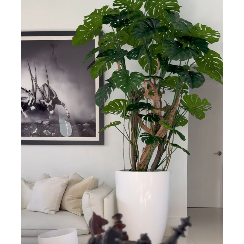 Monstera plant in Glossy White Planter – The Ever Botanic