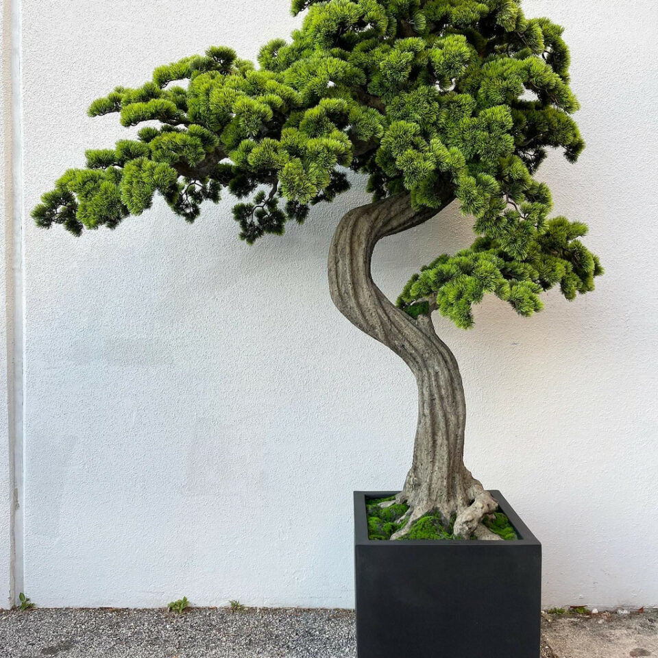 Large Block M Bonsai Tree – The Ever Botanic