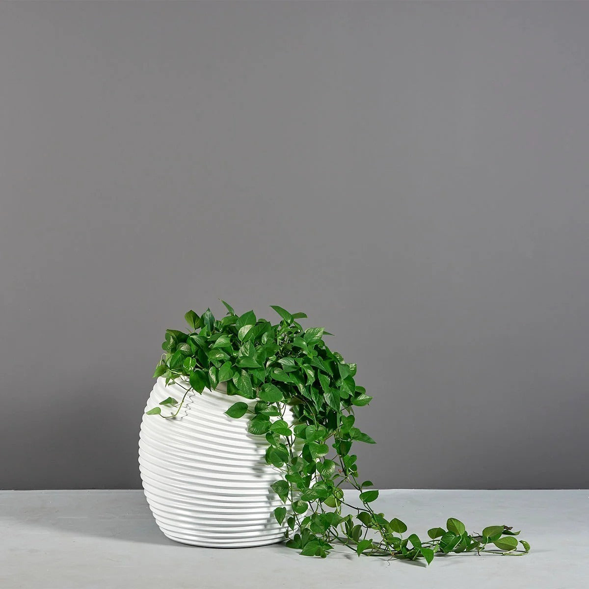 Modern Spiral Globe Planter – The Ever Botanic