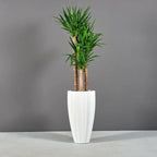 San Jose Ribbed Planter – The Ever Botanic