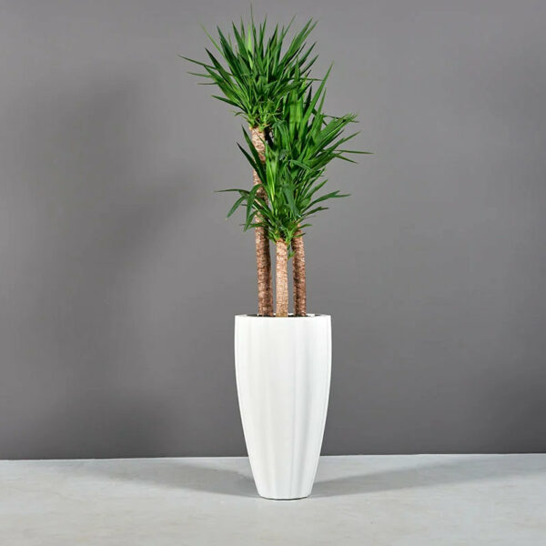 San Jose Ribbed Planter – The Ever Botanic