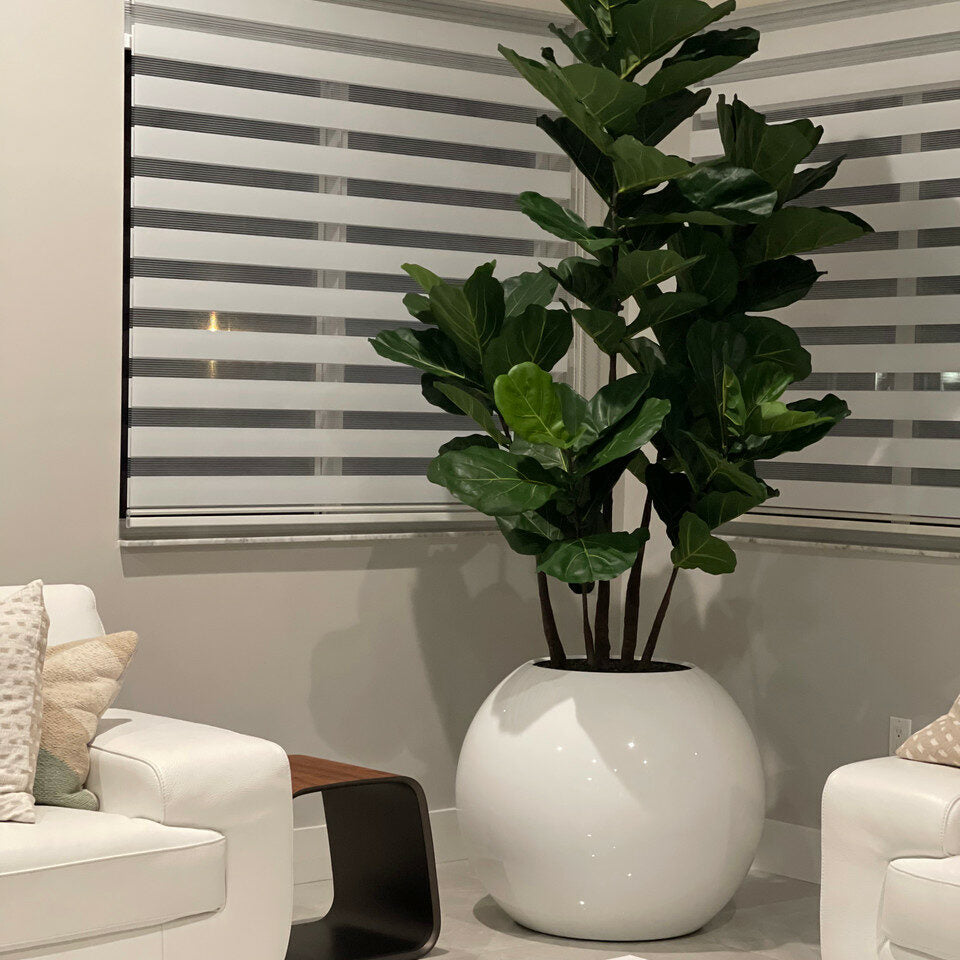 White Globe Vase with Fiddle Leaf Fig – 180 cm – The Ever Botanic