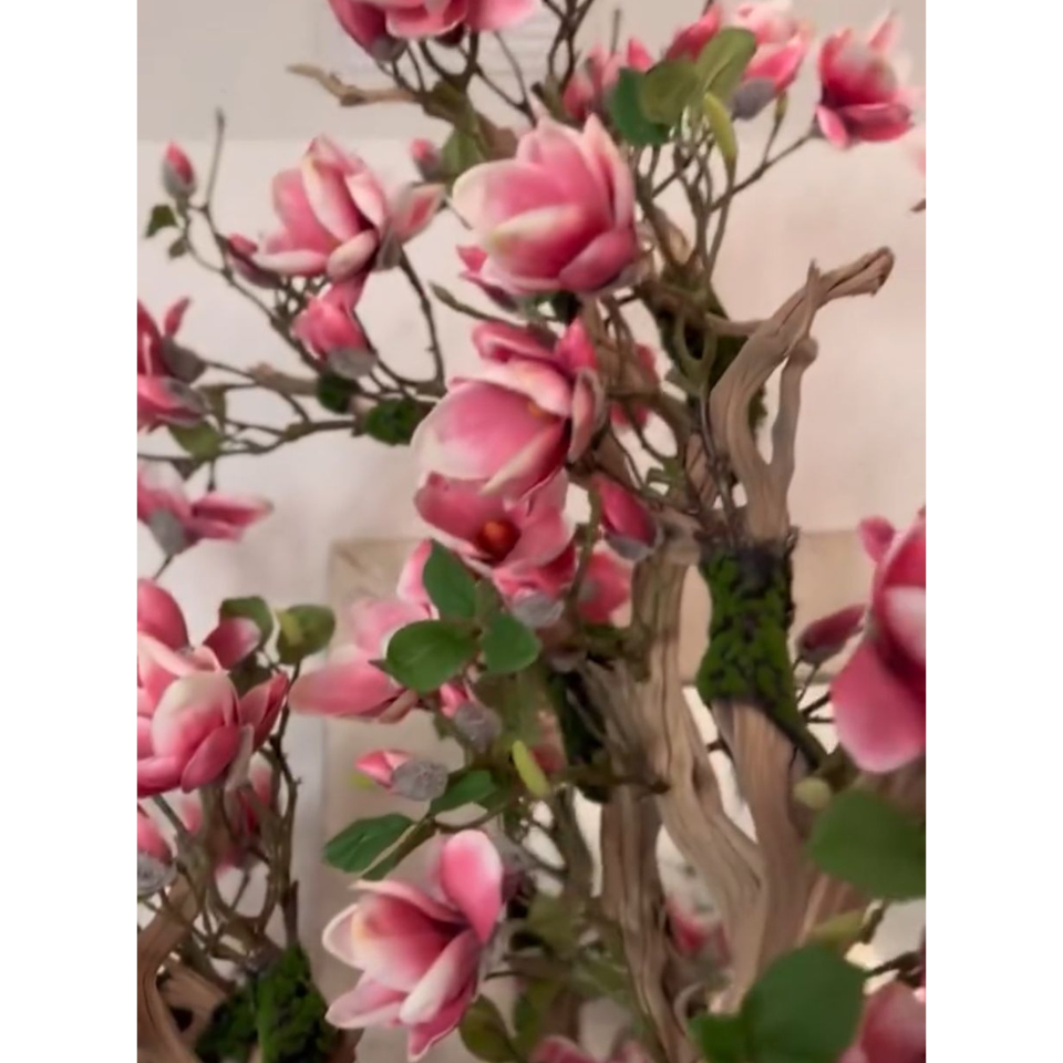 Pink Magnolia Tree in Pot St. Tr. Glossy White Release – The Ever Botanic