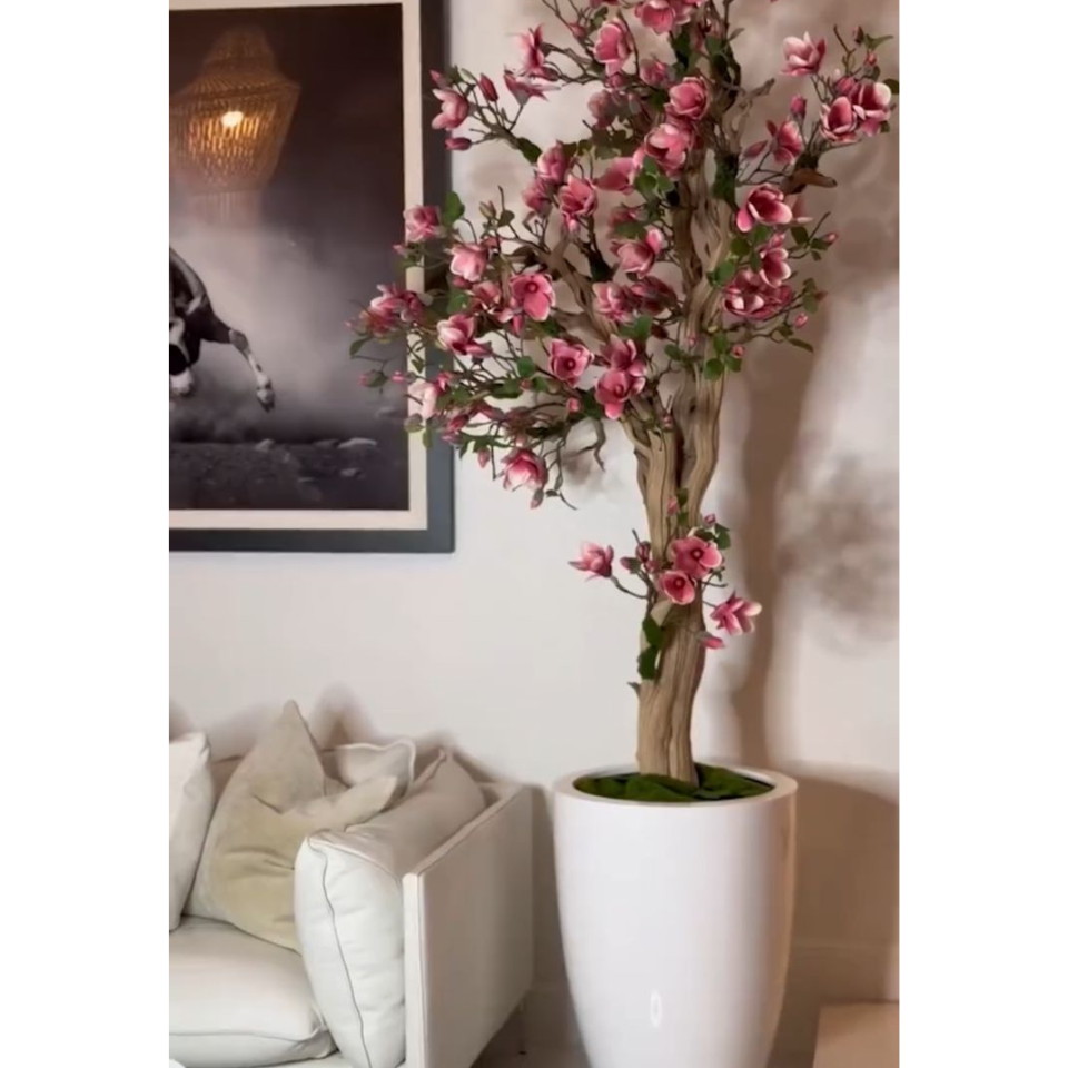 Pink Magnolia Tree in Pot St. Tr. Glossy White Release – The Ever Botanic