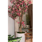 Pink Magnolia Tree in Pot St. Tr. Glossy White Release – The Ever Botanic
