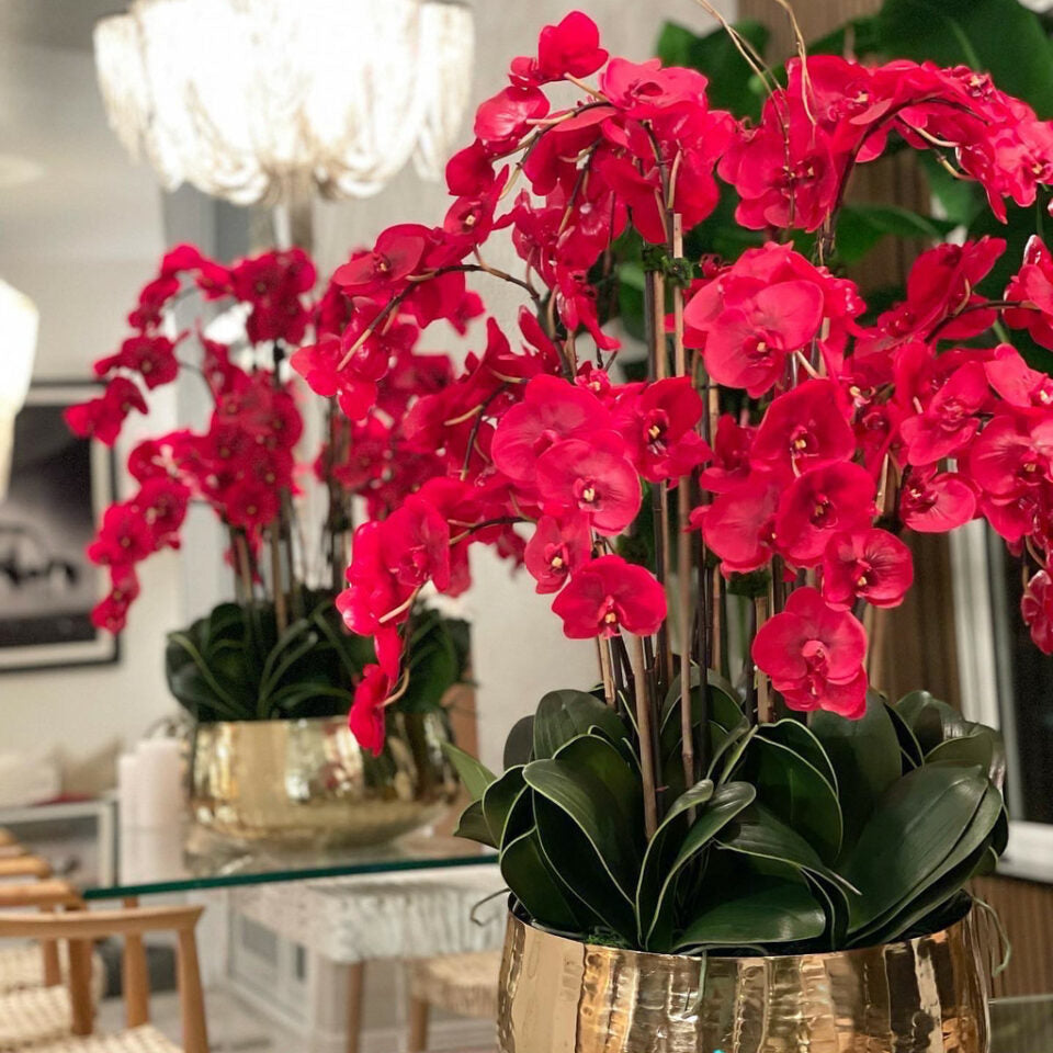 Red Phalaenopsis Orchids in Medium Gold Pot – The Ever Botanic