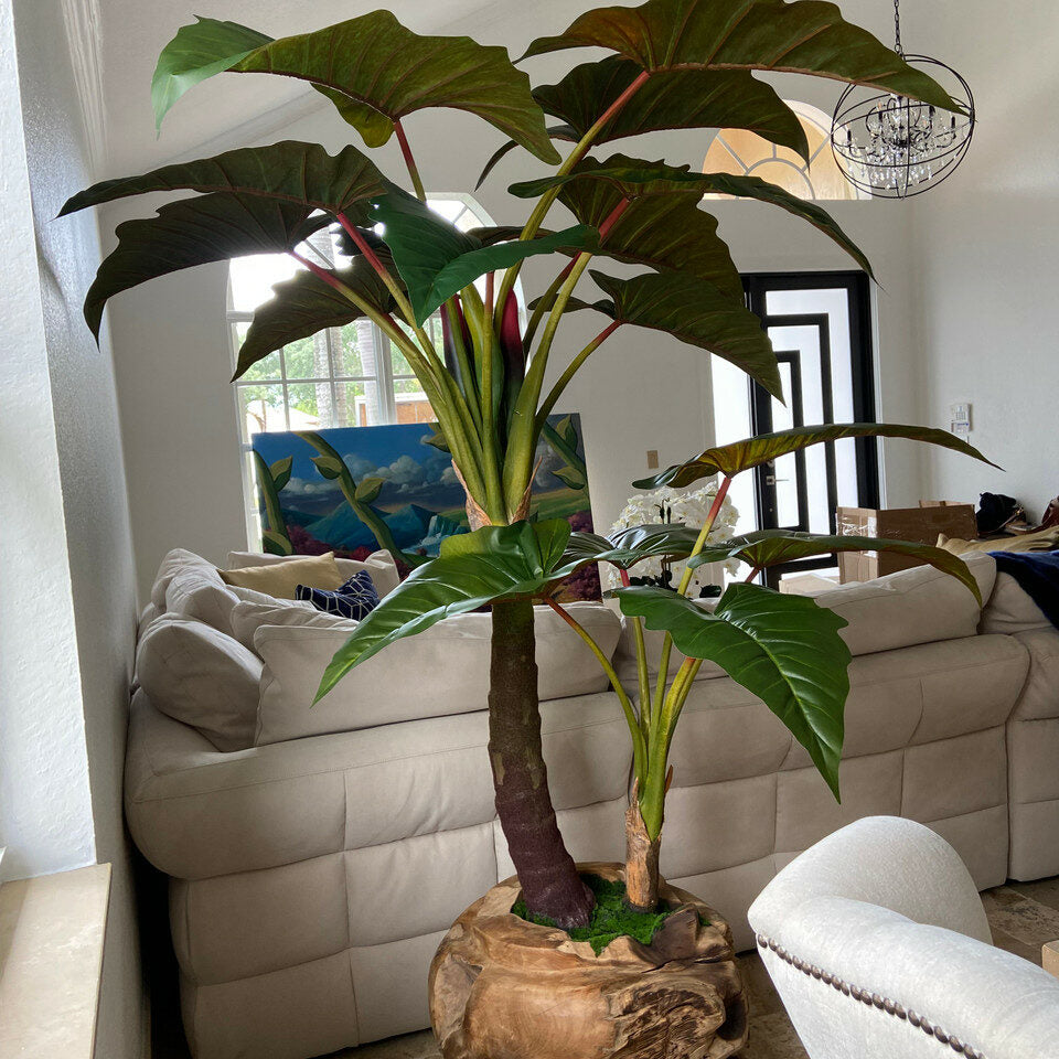 Large teak bowl with Alocasia plant – The Ever Botanic