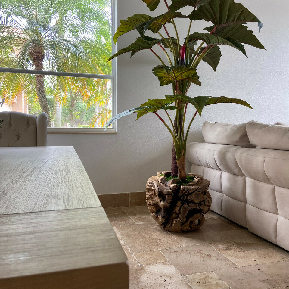 Large Teak Wood Bowl with Alocasia Plant – The Ever Botanic