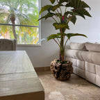 Large teak bowl with Alocasia plant – The Ever Botanic