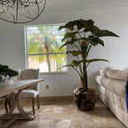Large Teak Wood Bowl with Alocasia Plant – The Ever Botanic