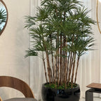 Lady Palm in Black Terragona Planter – The Ever Botanic