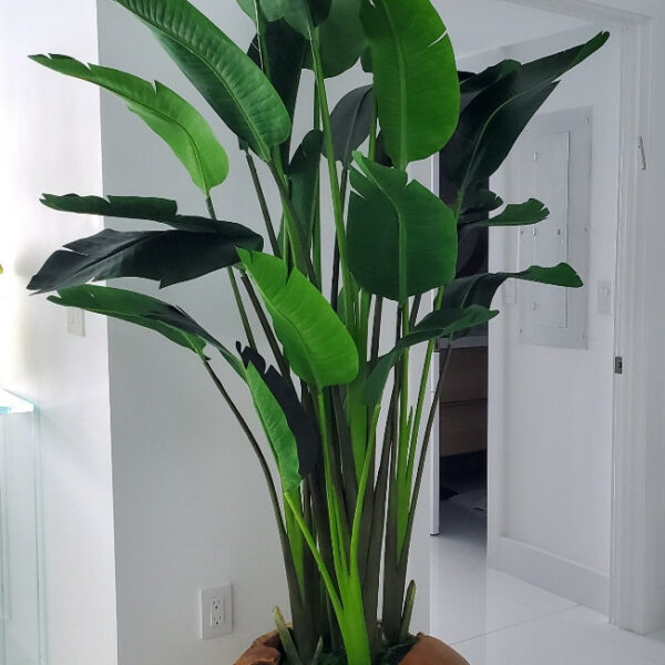 Large Teak Root Vase with Large Bird of Paradise – The Ever Botanic