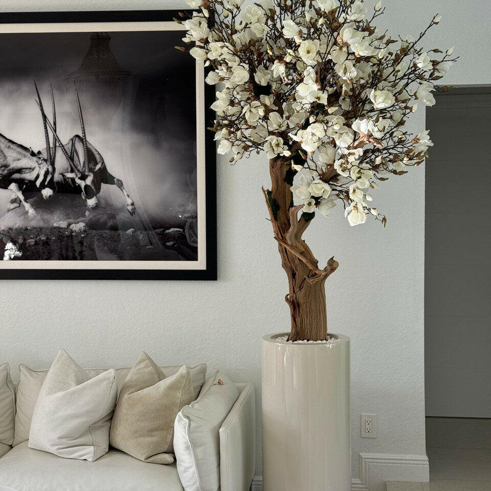 White Magnolia Tree in Shiny St. Tropez Beige Pot – The Ever Botanic