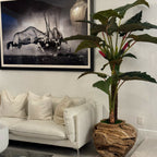 Large Teak Wood Bowl with Alocasia Plant – The Ever Botanic