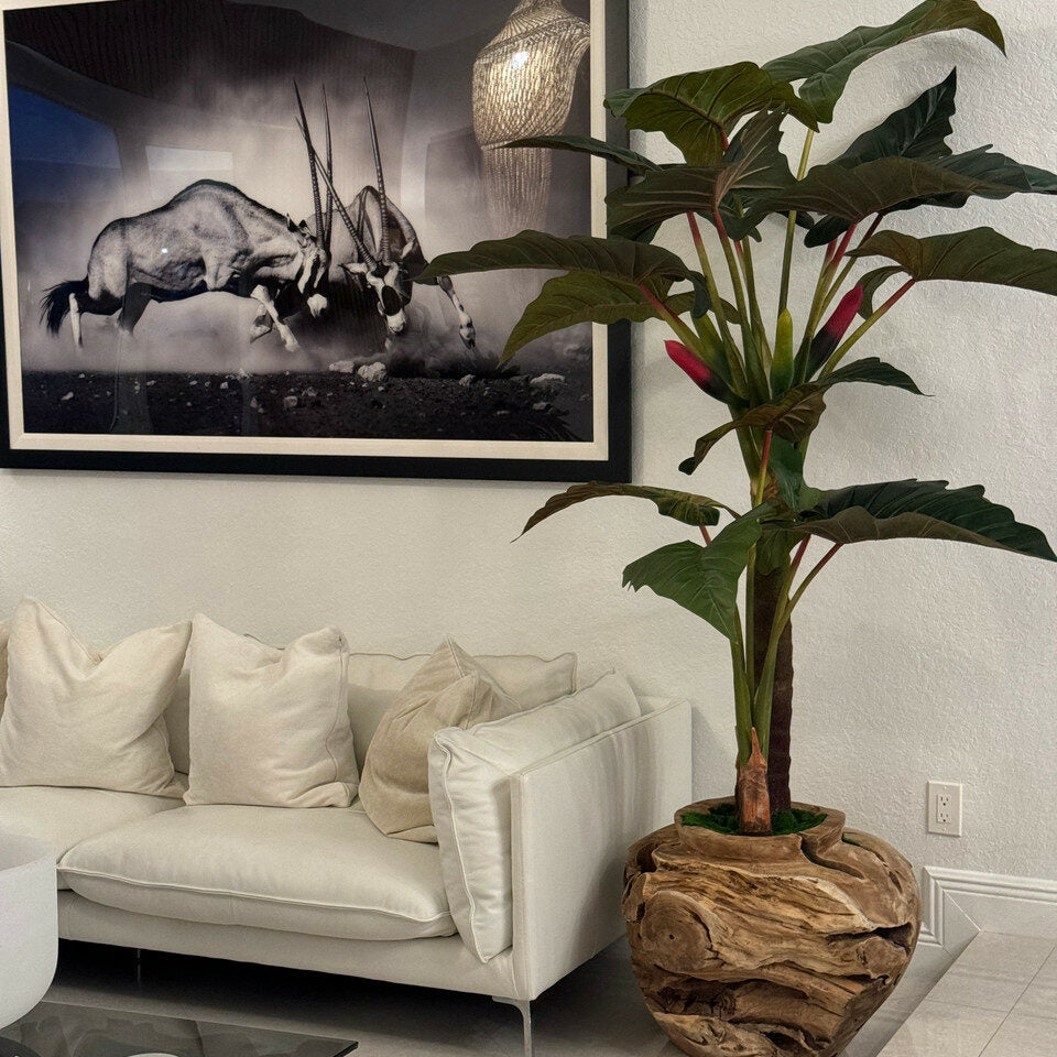 Large teak bowl with Alocasia plant – The Ever Botanic