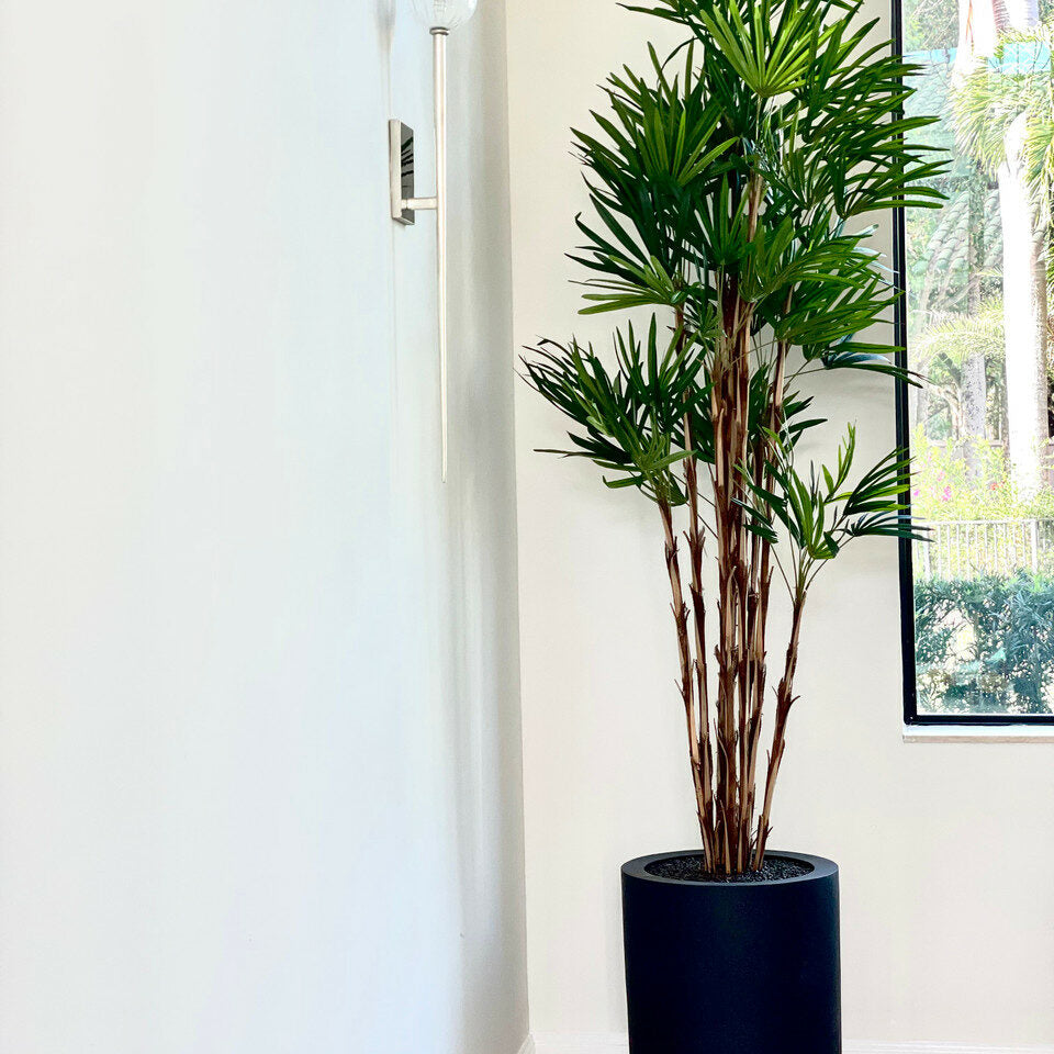 XL Black Pot Palm Tree – The Ever Botanic