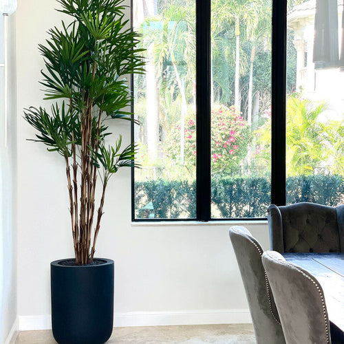 XL Black Pot Palm Tree – The Ever Botanic