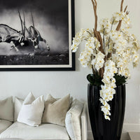 Orchids