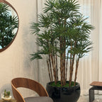 Lady Palm in Black Terragona Planter – The Ever Botanic
