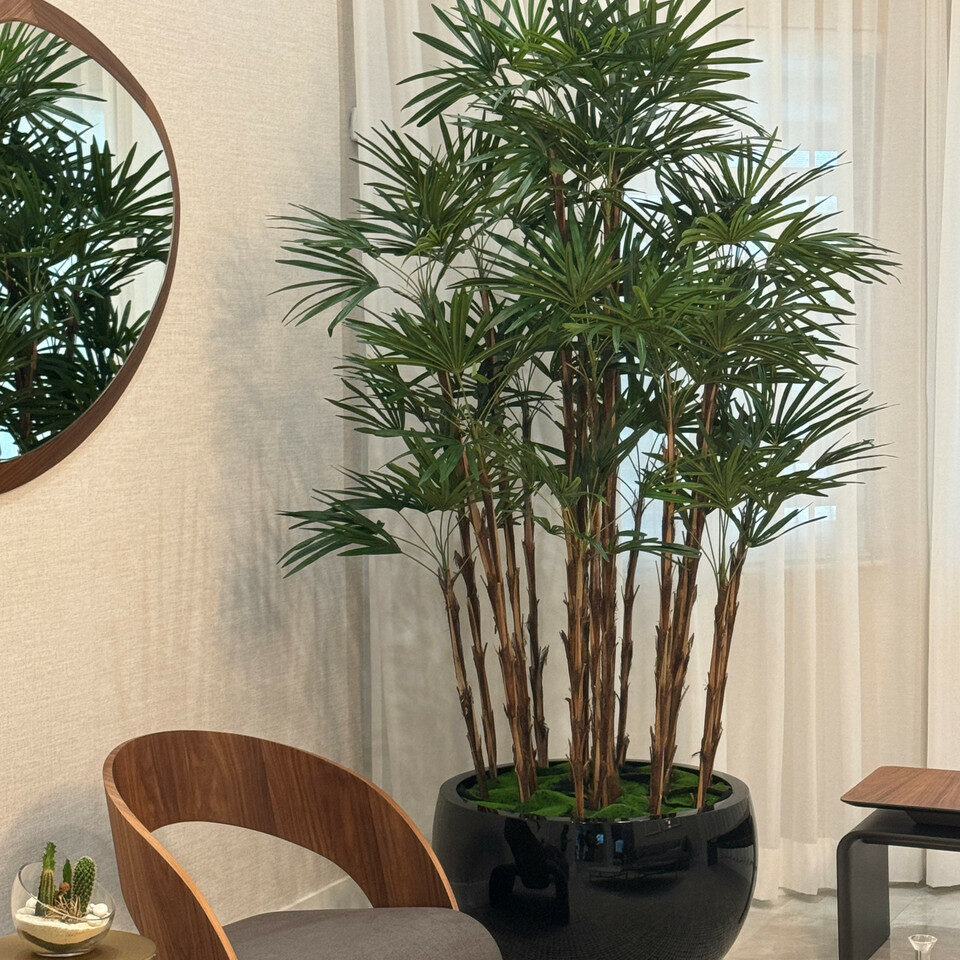 Lady Palm in Black Terragona Planter – The Ever Botanic