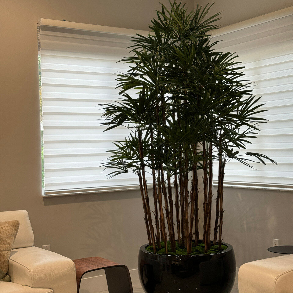 Lady Palm in Black Terragona Planter – The Ever Botanic