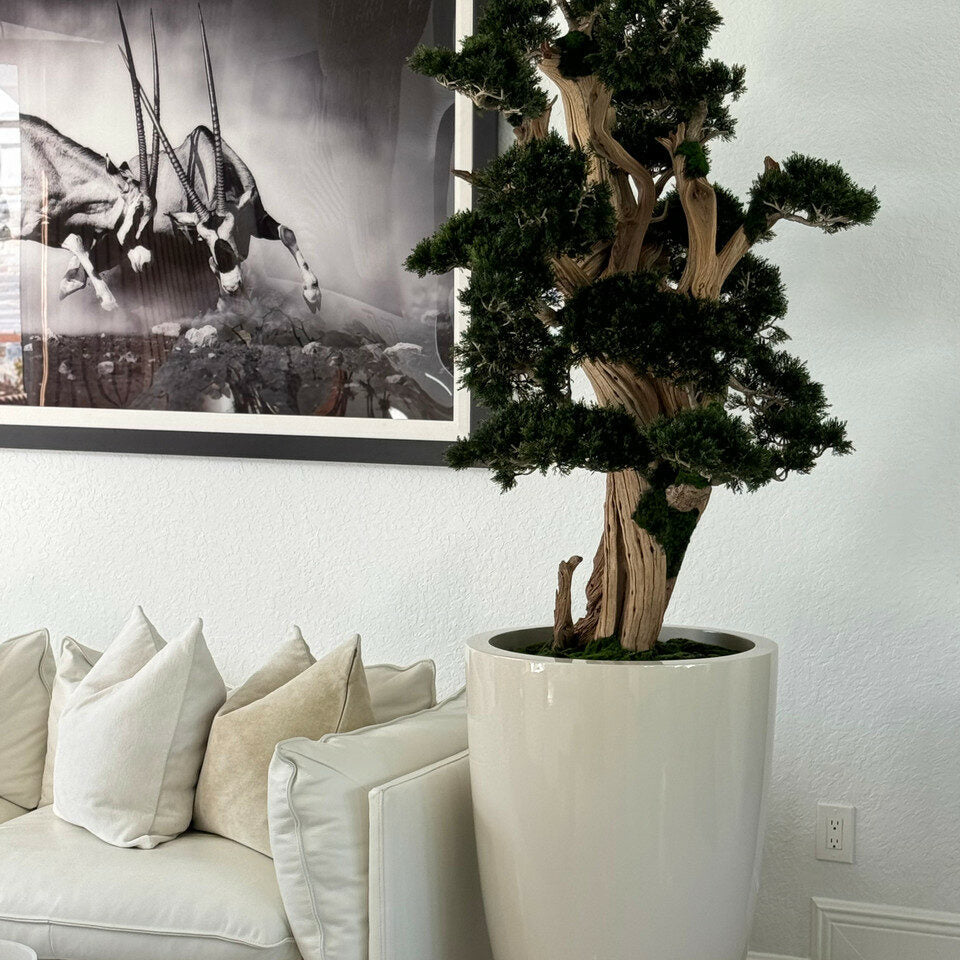 Large Bonsai in Brannan Pot – The Ever Botanic