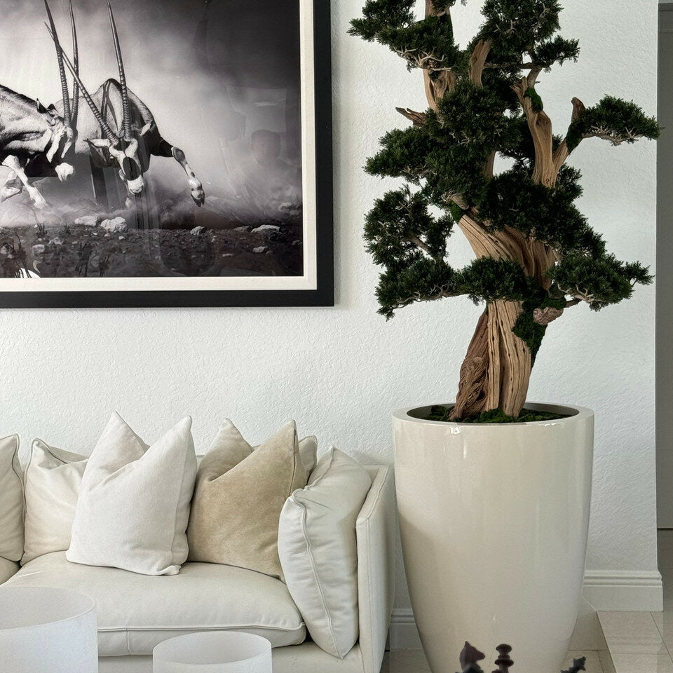 Large Bonsai in Brannan Pot – The Ever Botanic