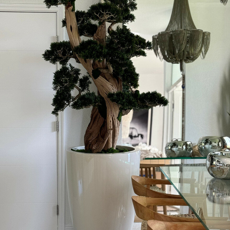 Large Bonsai in Brannan Planter – The Ever Botanic