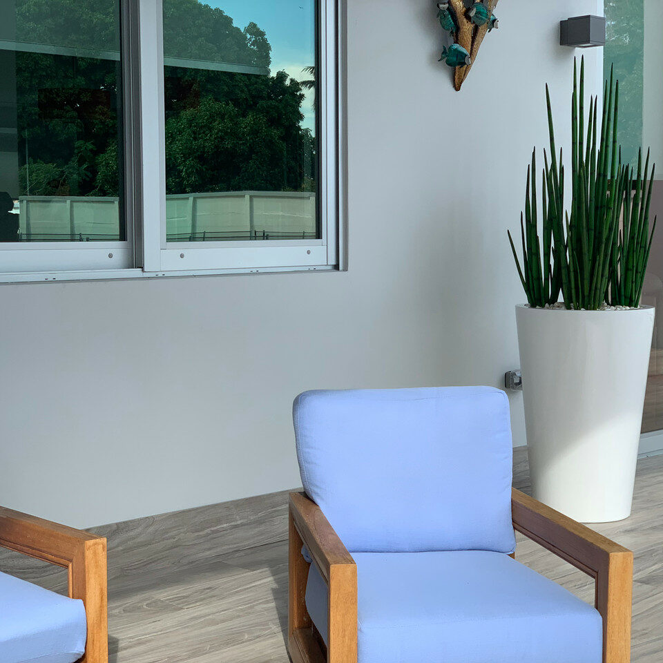 Snake Grass (1.63 m) with Belle L Planter – The Ever Botanic