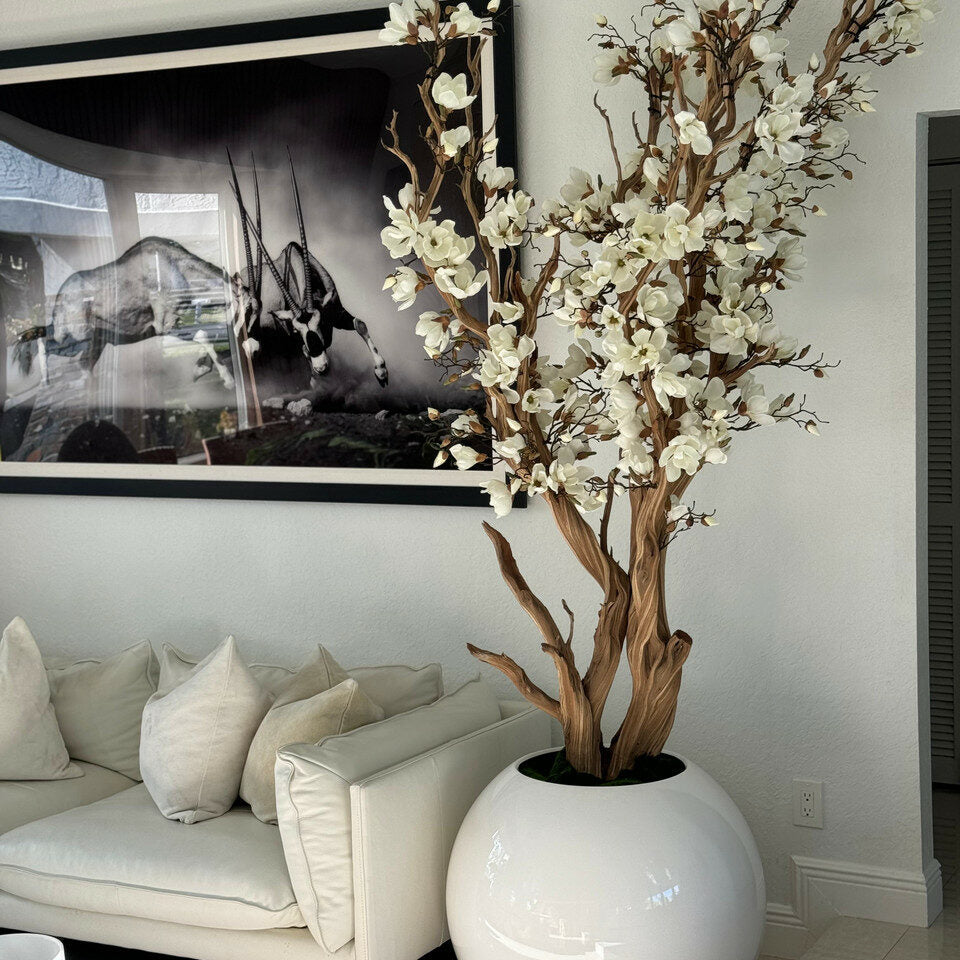 White magnolia tree in shiny white globe pot, 76 cm – The Ever Botanic