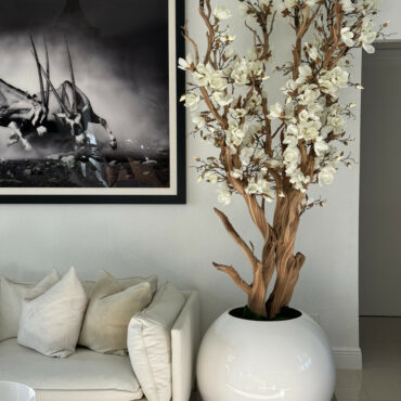 White Magnolia Tree in Glossy White Globe Pot, 76 cm – The Ever Botanic