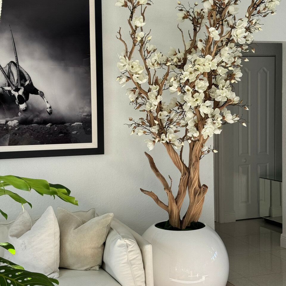 White magnolia tree in shiny white globe pot, 76 cm – The Ever Botanic
