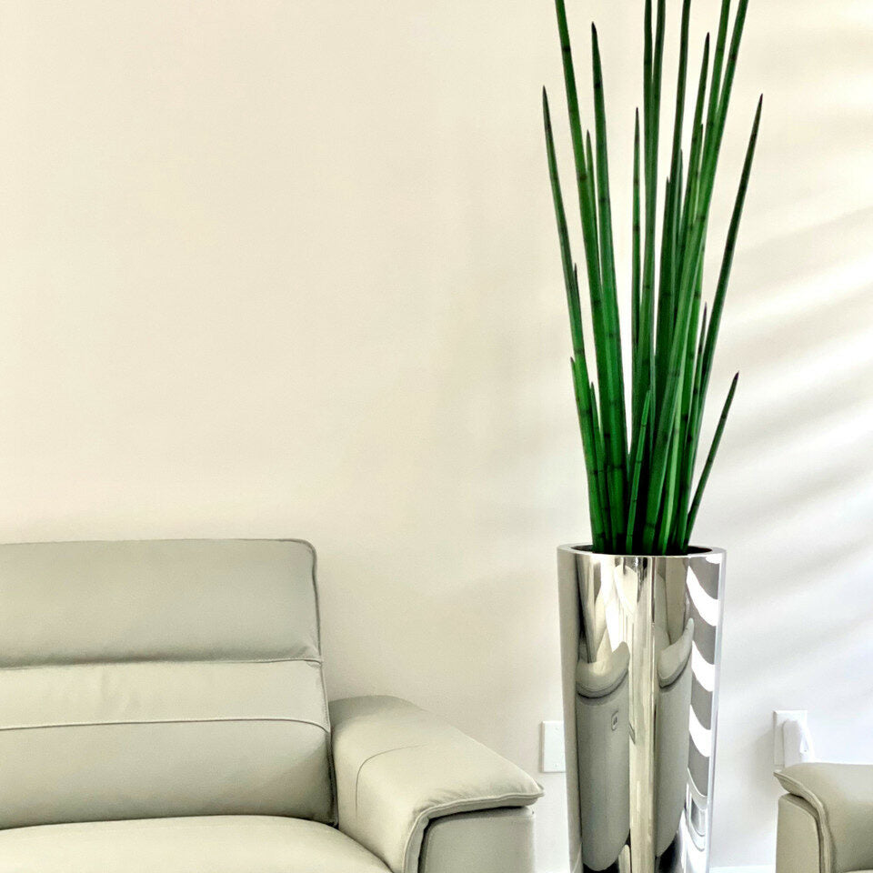 Large Polished Stainless Steel Cone Vase with Large Snake Grass Plant – The Ever Botanic
