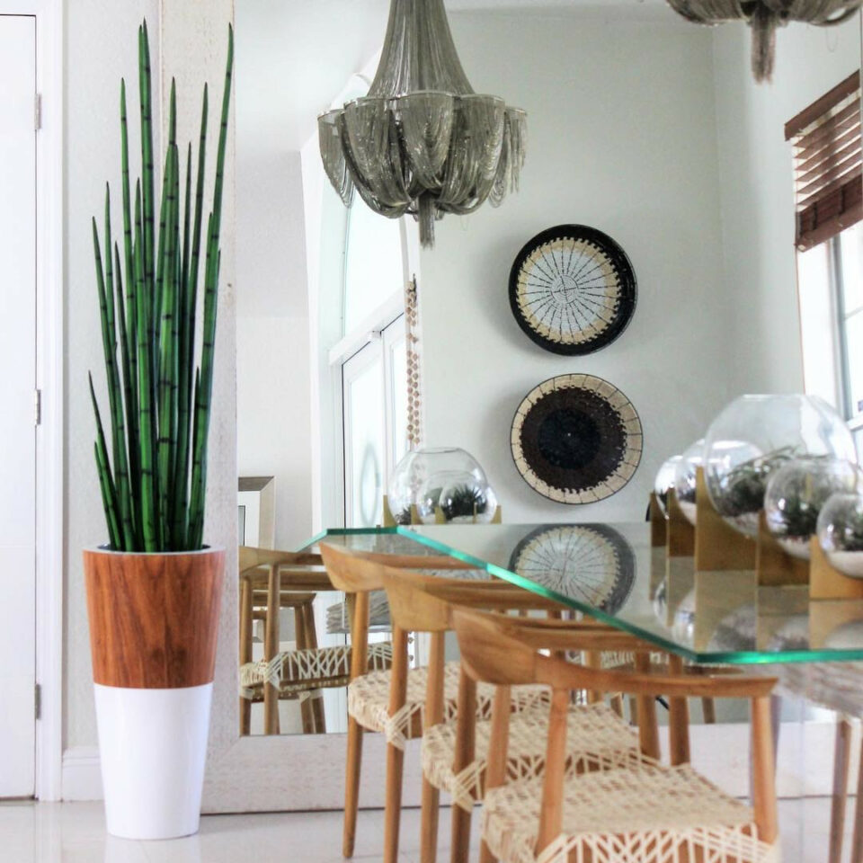 Snake Grass (183 cm) with White Lux Planter – The Ever Botanic