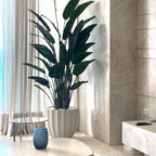 Santa Barbara Planter Pot in Matte Beige with Bird of Paradise Plant – The Ever Botanic